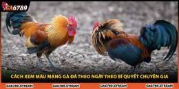 hướng dẫn sử dụng ngay mang ga da