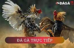 hướng dẫn sử dụng ngay tan dau da ga mau gi