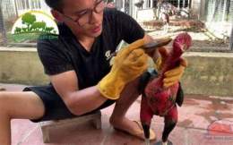 hướng dẫn sử dụng nghệ cho gà đá