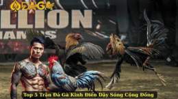 hướng dẫn sử dụng nhung tran da ga kinh dien