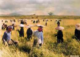 hướng dẫn sử dụng nông dân gặt lúa mùa vàng