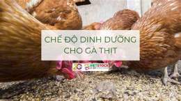 hướng dẫn sử dụng nuôi gà chế độ đá