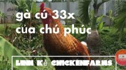 hướng dẫn sử dụng phúc bình dương đá gà thomo