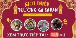 hướng dẫn sử dụng savan đá gà
