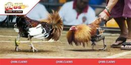 hướng dẫn sử dụng soi kèo đá gà cựa dao