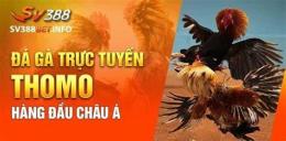 hướng dẫn sử dụng sv388 đá gà thomo one