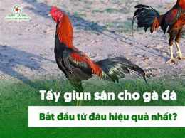 hướng dẫn sử dụng tẩy giun sán cho gà đá