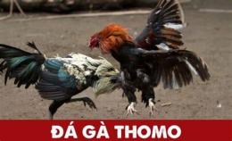 hướng dẫn sử dụng thomo gà nòi đá gà tre