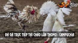 hướng dẫn sử dụng thomohomnay | trực tiếp đá gà thomo hôm nay