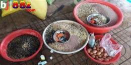hướng dẫn sử dụng thức ăn gà đá nam nguyễn