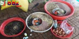 hướng dẫn sử dụng thức ăn gà đá nhập mỹ