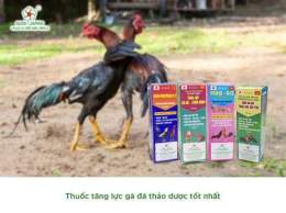 hướng dẫn sử dụng thuoc tang luc ga da cua sat