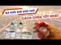 hướng dẫn sử dụng thuốc trị gà đá bị khò khè