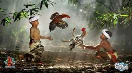 hướng dẫn sử dụng tìm hiểu về đá gà