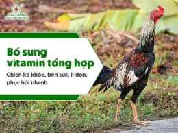 hướng dẫn sử dụng tong hop đá gà sabong67