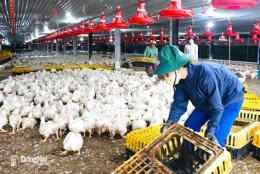 hướng dẫn sử dụng trại gà đá đồng nai