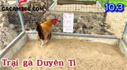 hướng dẫn sử dụng trai ga da duyen ti