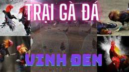 hướng dẫn sử dụng trại gà đá trà vinh
