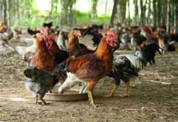 hướng dẫn sử dụng trận gà nòi đá với gà tre