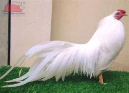 hướng dẫn sử dụng trang đá gà tốt nhất việt nam