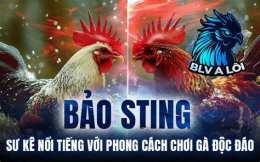 hướng dẫn sử dụng trực tiếp đá gà bảo sting hôm nay