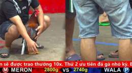 hướng dẫn sử dụng trực tiếp đá gà c3 trận 24