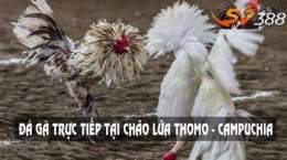 hướng dẫn sử dụng trực tiếp đá gà c3hôm nay