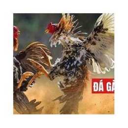 hướng dẫn sử dụng trực tiếp đá gà sv88