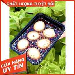 hướng dẫn sử dụng trứng gà lòng đào đẹp