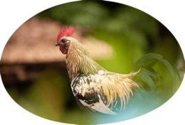 hướng dẫn sử dụng tường thuật đá gà c4 hôm nay
