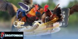 hướng dẫn sử dụng video đá gà tonhon