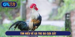 hướng dẫn sử dụng video gà tre đá cựa sắt