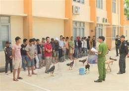 hướng dẫn sử dụng vụ bắt đá gà ở quận 6