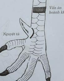 hướng dẫn sử dụng xem đá gà đòn hay nhất