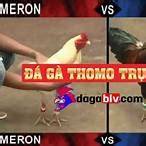 hướng dẫn sử dụng xem da ga thommo