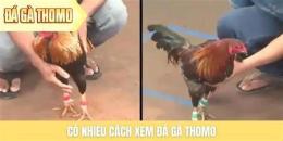 hướng dẫn sử dụng xem đá gà thomo gà đòn