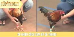 hướng dẫn sử dụng xem đá gà trường thomo