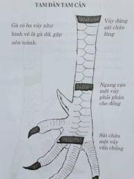hướng dẫn sử dụng xem gà đá hay nhất
