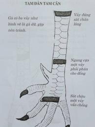 hướng dẫn sử dụng xem gà đá tiền lớn