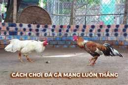 hướng dẫn sử dụng xem lại đá gà c4