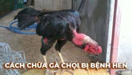 hướng dẫn sử dụng xem lại đá gà c5