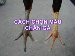hướng dẫn sử dụng xem màu chân gà đá