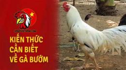 hướng dẫn sử dụng xem ngày đá gà bướm