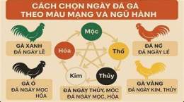 hướng dẫn sử dụng xem ngay ngu hanh da ga