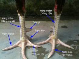 hướng dẫn sử dụng xem tướng gà đá
