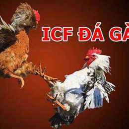 icf đá gà