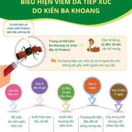 kiến ba khoang gây viêm da