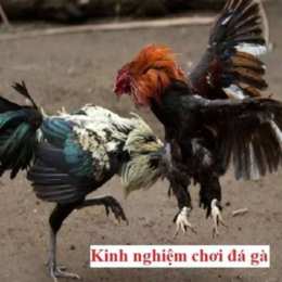 kinh nghiệm đá gà