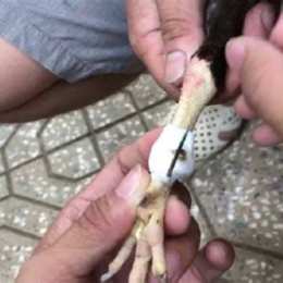 kỹ thuật sửa gà đá cựa sắt