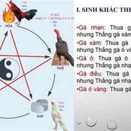 lịch ngũ hành gà đá